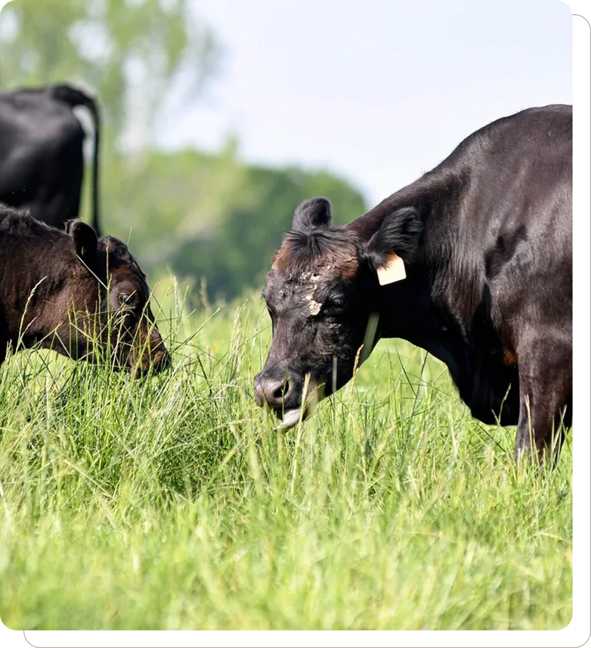 Black cows grazing in a green field.